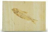 Detailed Fossil Fish (Knightia) - Wyoming #369387-1